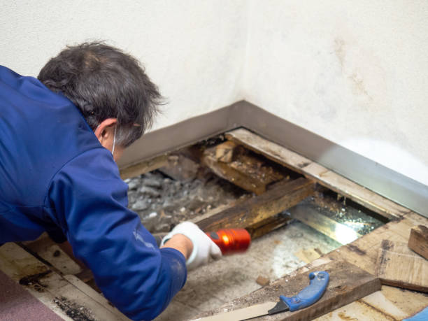 Professional Mold Remediation in Oelwein, IA