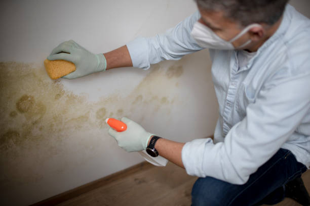 Professional Mold Remediation in Oelwein, IA